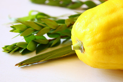 犹太人住棚节。传统符号(四种):Etrog, lulav, hadas, arava