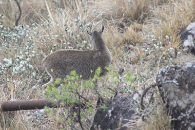 Nilgiri Tahr -野山羊