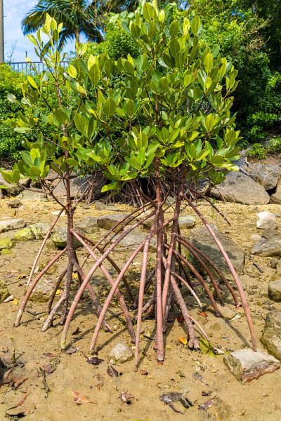Rhizophora mucronata(红树林)