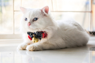 白色的波斯猫