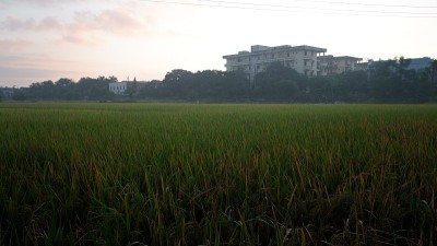 稻田开花了，形成了谷粒和天空的背景。