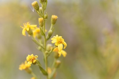 匍匐地sel (Senecio angulatus)