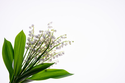 百合的叶子和花束孤立在白色的背景上
