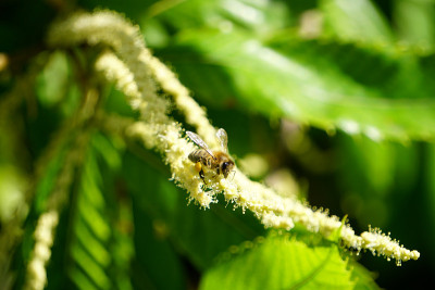 蜜蜂在栗