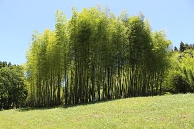 昭和竹林