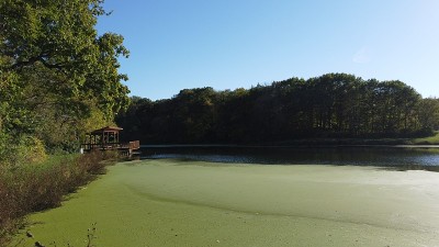 藻类沼泽