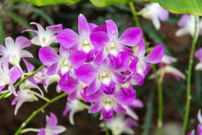 石斛粉兰花