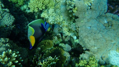 皇帝神仙鱼(Pomacanthus imperator)海底，红海，埃及