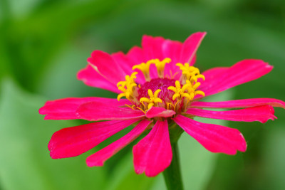 花园里的百日草花