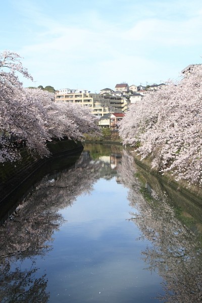 日本横滨大冈河边的一排樱花树