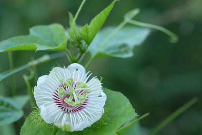 野百香果花