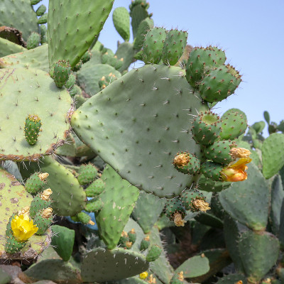仙人掌(仙人掌属)，有花和果实