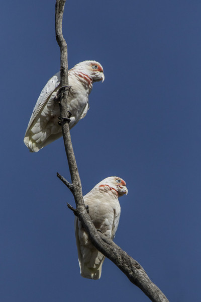 长嘴Corella (Cacatua tenuirostris)