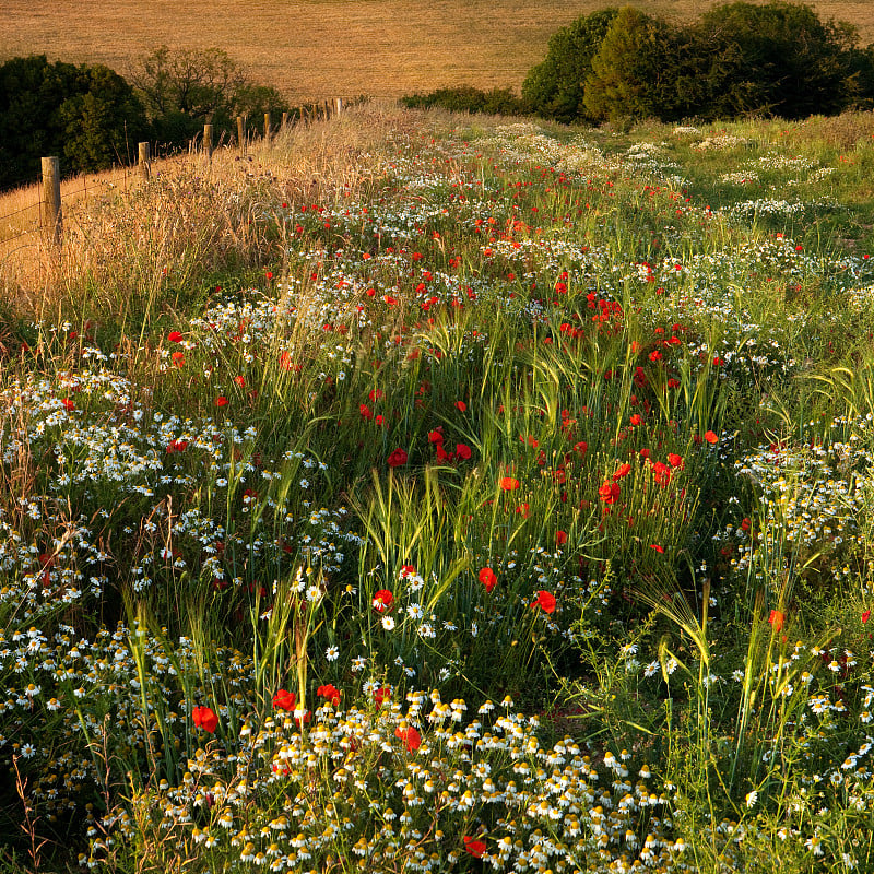 野花，Cranborne Chase，多塞特，英国