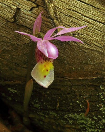 Calypso Orchid