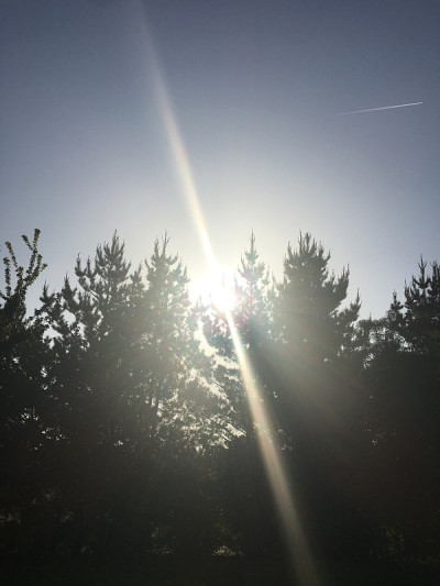 2018年5月，埃克塞特的灰杨树