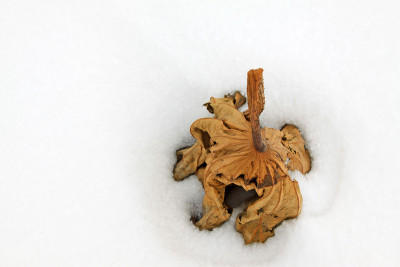 凋谢的荷花梗在雪中，在冬天