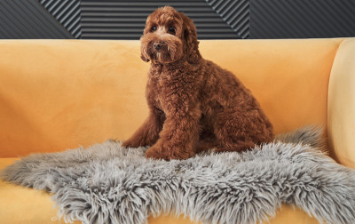 可爱的杏色拉布拉多犬坐在黄色的沙发上