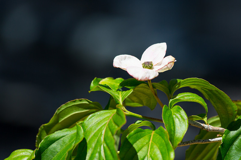 山茱萸花