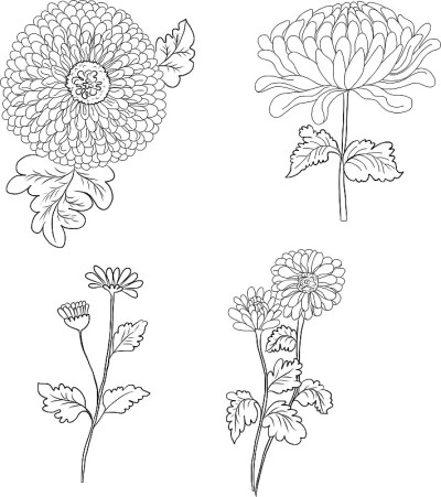手绘菊花