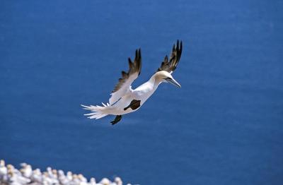Northern Gannet, sula bassana, Adult in Flight, Co