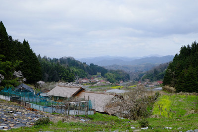 桃花开山河。