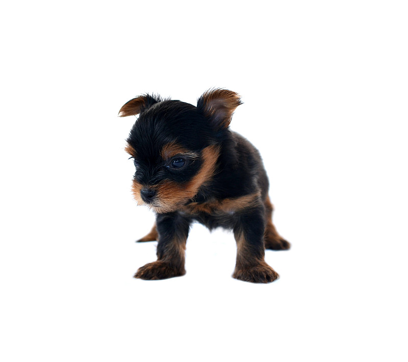 约克郡犬小狗