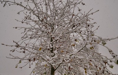 意大利伦巴第的大雪