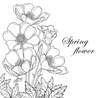 矢量花束与轮廓银莲花花或风花，芽和叶在黑色孤立在白色背景。