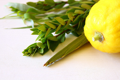 犹太人住棚节。传统符号(四种):Etrog, lulav, hadas, arava