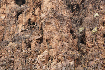 大卡纳里亚岛，沿着ravive Barranco Hondo的徒步旅行路线，岛屿南部的深峡谷，充满了