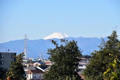 橙色和树