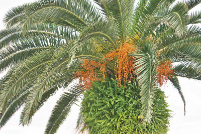 凤凰canariensis