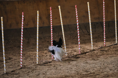 黑白毛茸茸的欧洲大陆玩具猎犬巴比龙在沙土中伸出几根垂直的棍子来克服障碍。敏捷竞赛，狗狗运动。未来的赢