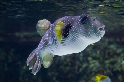 白斑河豚（Arothron hispidus）。