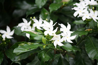 黑纱茉莉花