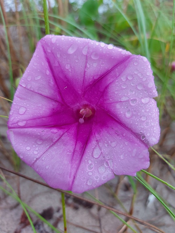 田野Lilás花瓣上有水滴的花