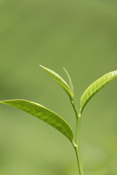 高原的绿茶嫩芽和嫩叶