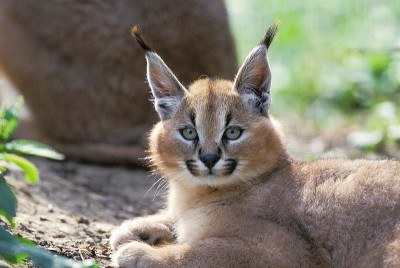 野猫野猫，幼崽的肖像