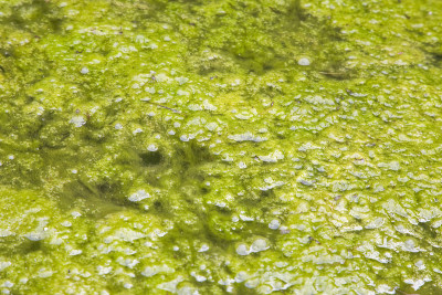 停滞的水背景与藻类出现在湖面上