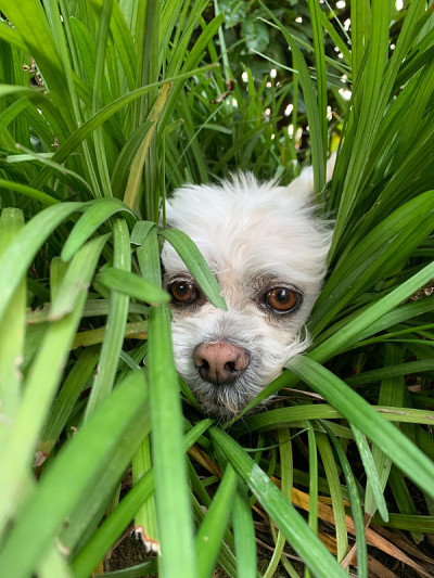 白毛犬拉萨阿普索品种藏在高高的草丛中