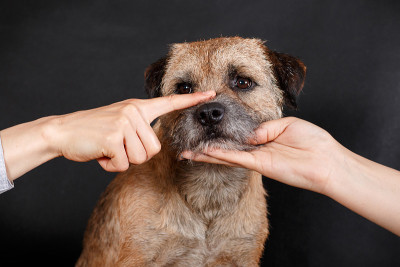 犬种博德梗用手捂住嘴