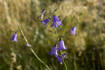 bellflower (campanula)