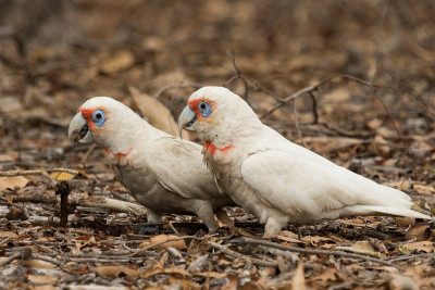 长嘴Corella - Cacatua tenuirostris