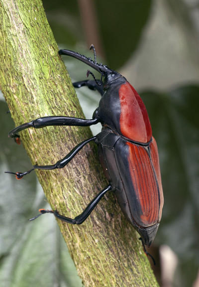 Rhynchophorus 甲虫）。