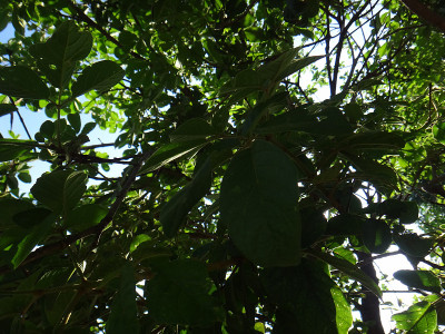 tipuana植物的分支