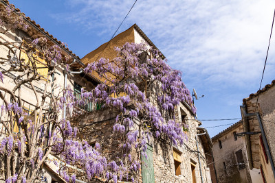 在Cévennes (Occitanie，法国)的一个小村庄，古老的石头房子正面的紫藤