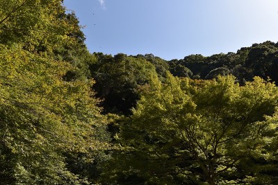 米诺森林公园