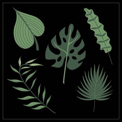 一套野生热带植物的叶子。孤立的矢量图