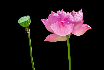 莲花